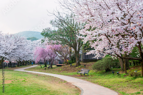 sakura cherry tree tunnel in Ureshino onsen park, Saga © Blanscape