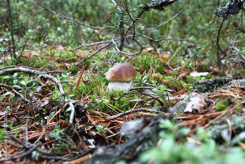 The cep grows in forest among an emerald moss and the fallen down needles.