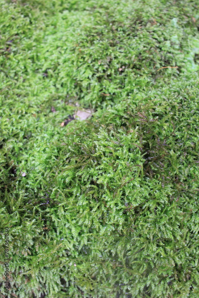 green grass with water drops green grass with water drops