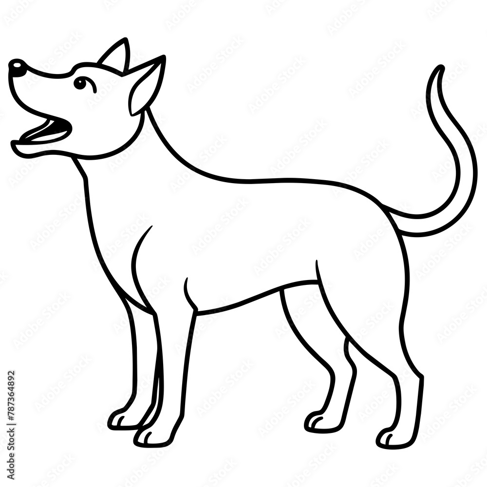 black and white dog black and white dog