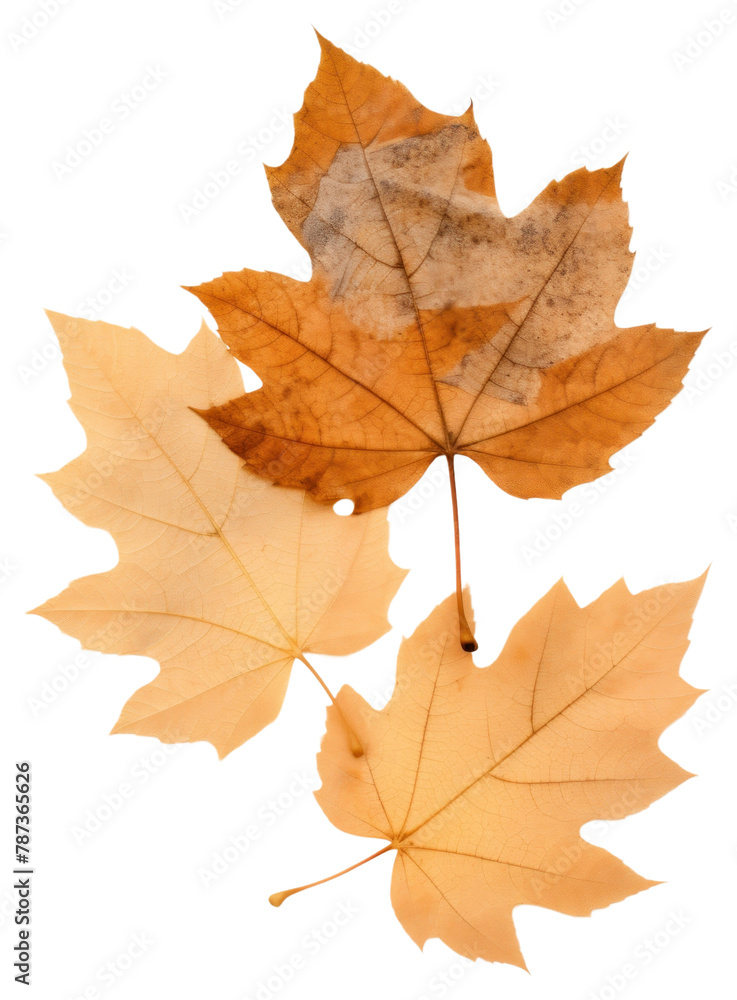 PNG Real Pressed autumn leaves maple plant leaf PNG Real Pressed autumn leaves maple plant leaf