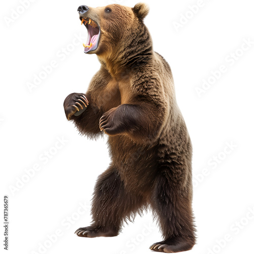 A grizzly bear standing on its hind legs, roaring ferociously on a white background