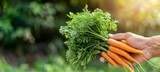 Hand holding fresh carrots with blurred background, perfect for adding text or captions