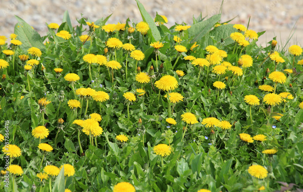 Fototapeta premium Dandelion (Taraxacum officinale) grows in nature in spring