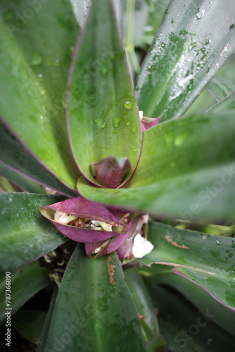 water drops on a leaf © Lina