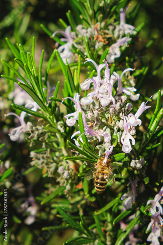 Macro shot of a honeybee pollinating a rosemary flower in the spring sunshine in the garden. Russia, Krasnodar Territory, Sochi, Arboretum. Vertical shot, 3:2