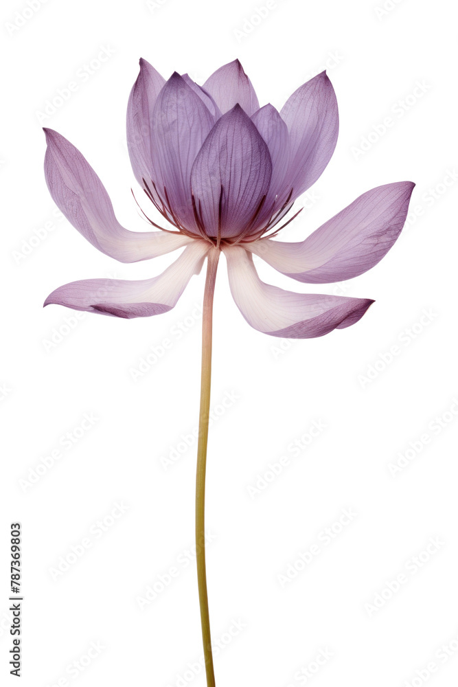 PNG Real Pressed purple lotus flower blossom petal.