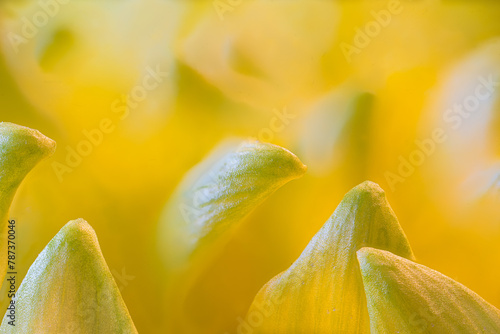 Macro Photograph of Hardy Garden Mum (Chrysanthemum x morifolium) Petals