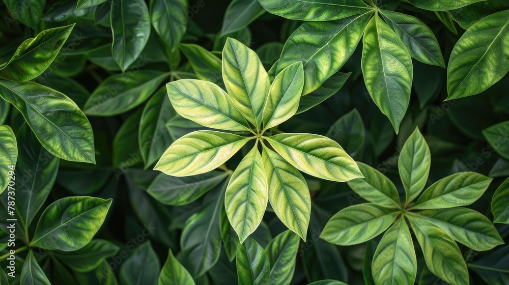 Leaves of Manihot esculenta display a mix of light and dark green hues Leaves of Manihot esculenta display a mix of light and dark green hues