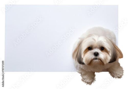 PNG Shih tzu flooring animal mammal.  photo