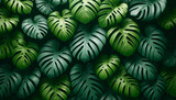 A lush image of dense monstera leaves filling the frame, in various shades of green. The leaves large and vibrant