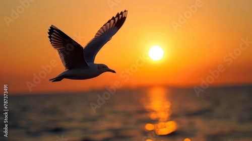 Bird Wings: A silhouette photo of a seagull gliding gracefully over the ocean © MAY