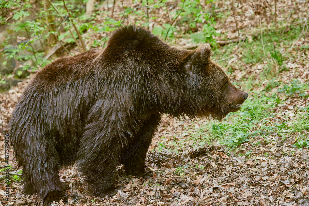 Large European brown bear looking for food. Large European brown bear looking for food.