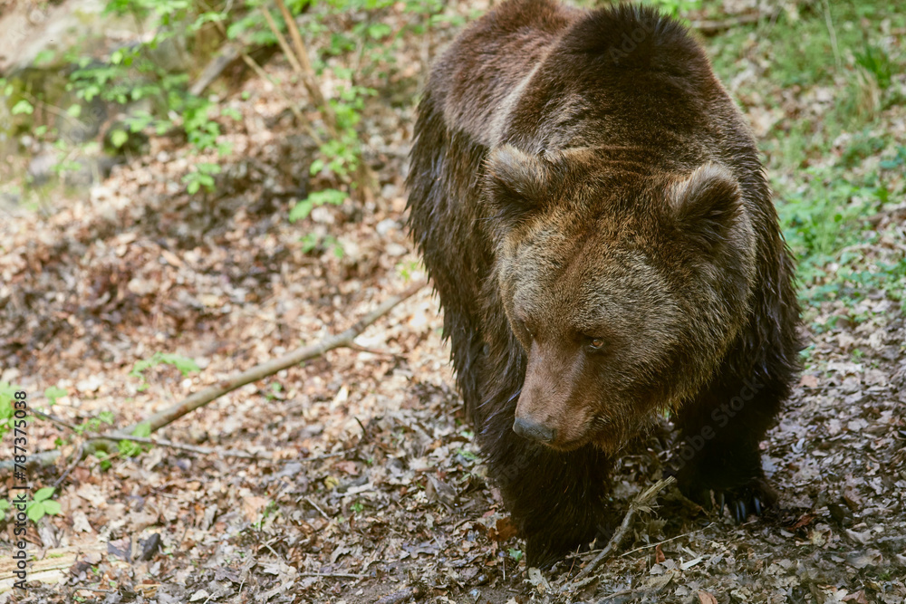 Large European brown bear looking for food.
