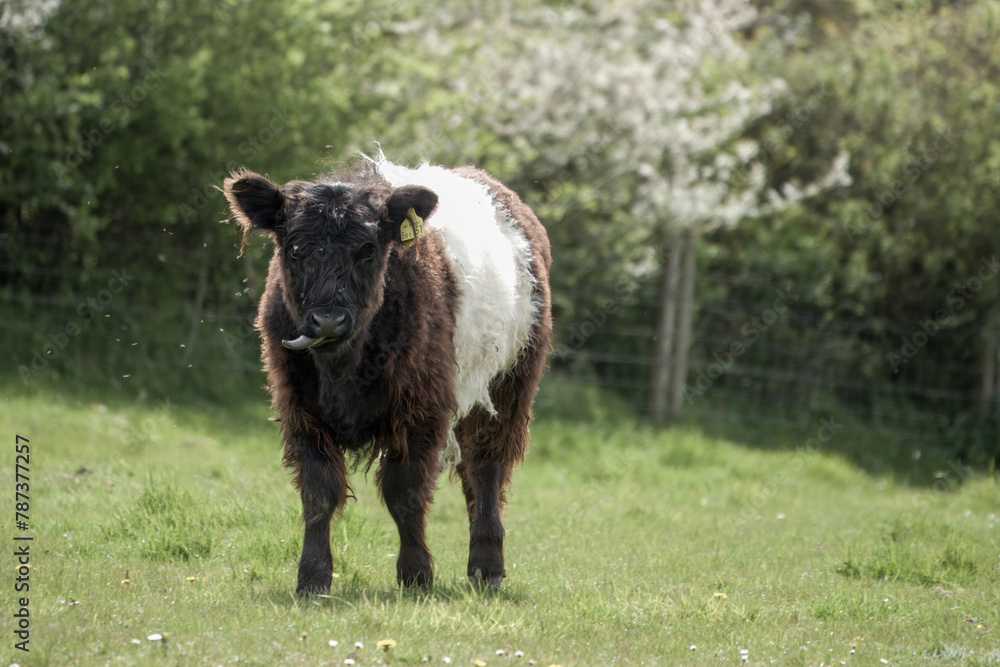 belted galloway calf cow sticking his tongue out belted galloway calf cow sticking his tongue out