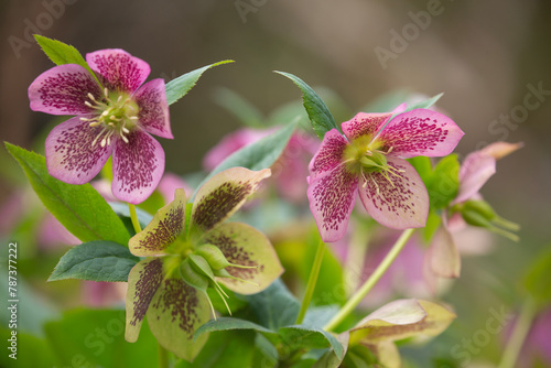 Closeup of beautiful, delicate colorful hellebores in springtime
