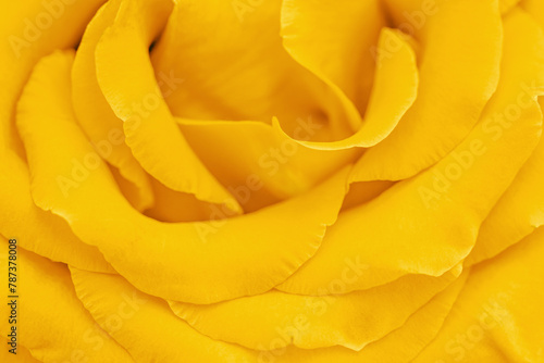 Closeup yellow rose flower with petals macro texture  above view beauty nature background  Natural flowery still life with optical blur  organic design visual trends  abstract nature backdrop