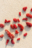 Red Coral Pieces on Sandy Beach. Top view Vivid corals with sun shadows as Minimal pattern at sunlight on fine sand on shore ocean. Aesthetics still life composition. Summer vacation concept.
