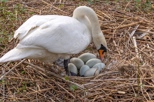 A brooding swan takes care of its eggs in the nest