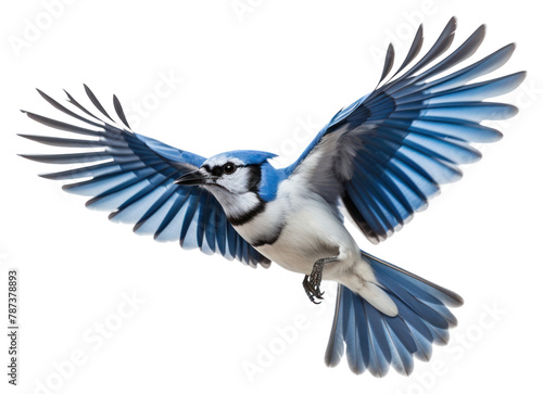 PNG Animal bird wildlife bluebird. 