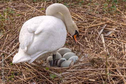 фотографія A brooding swan takes care of its eggs in the nest