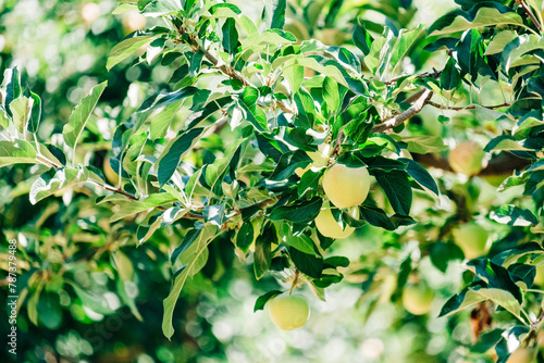 Green Apples on Branch Close-Up