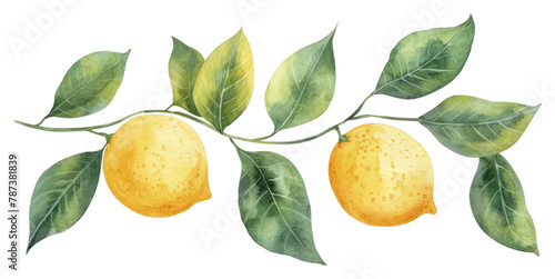 PNG Lemons divider ornament fruit plant food. photo