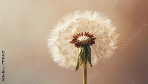 Dandelion flower isolated on a isolated pastel background Copy space Closeup for design 