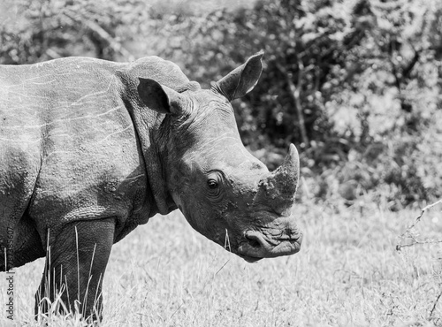 White Rhino