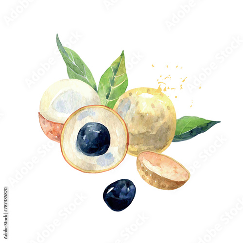 Hand Drawn Watercolor longan Fruit. Vector illustration.