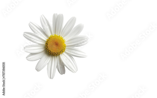 Blooming Regular Daisy   Blossoming Common Daisy isolated on Transparent background.