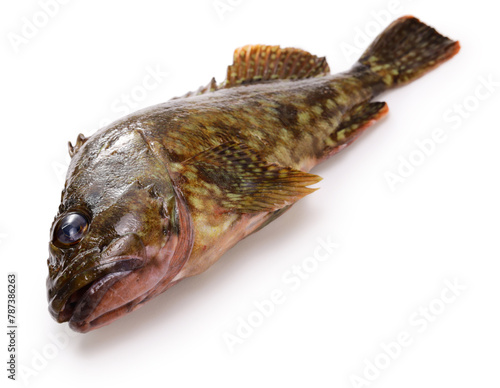 Japanese marbled rockfish (Kasago) isolated on white background photo