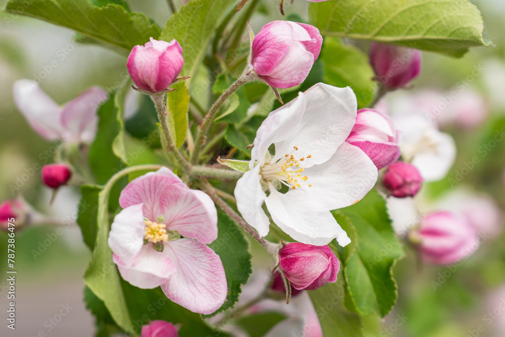 blooming appletree flower blooming appletree flower