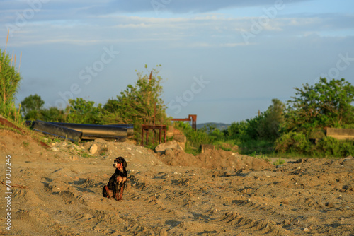 A sad black dog is sitting in the sand against the background of an abandoned area