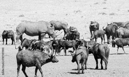 White Rhino And Buffalo