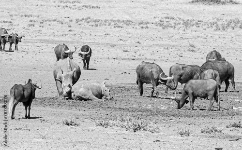 White Rhino And Buffalo