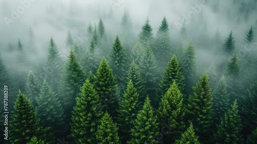 Dense Green Forest Landscape