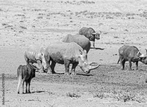 White Rhino And Buffalo