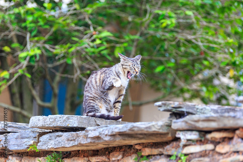 a cat on an alley fence © jaehyeong