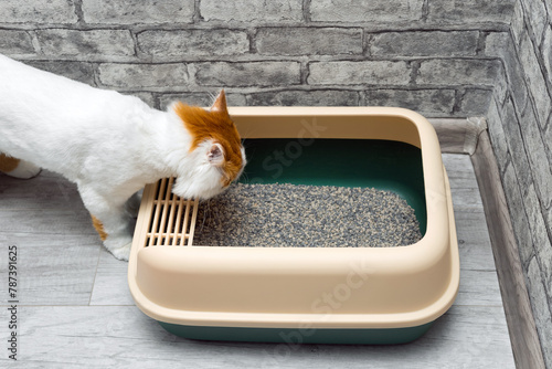 the cat climbs into the cat litter box.