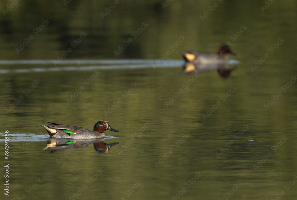 Selective focus on a Common Teal swimming at Tubli bay, Bahrain - obrazy, fototapety, plakaty 
