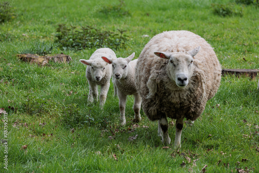 Schafe im Münsterland zur Frühlingszeit Schafe im Münsterland zur Frühlingszeit