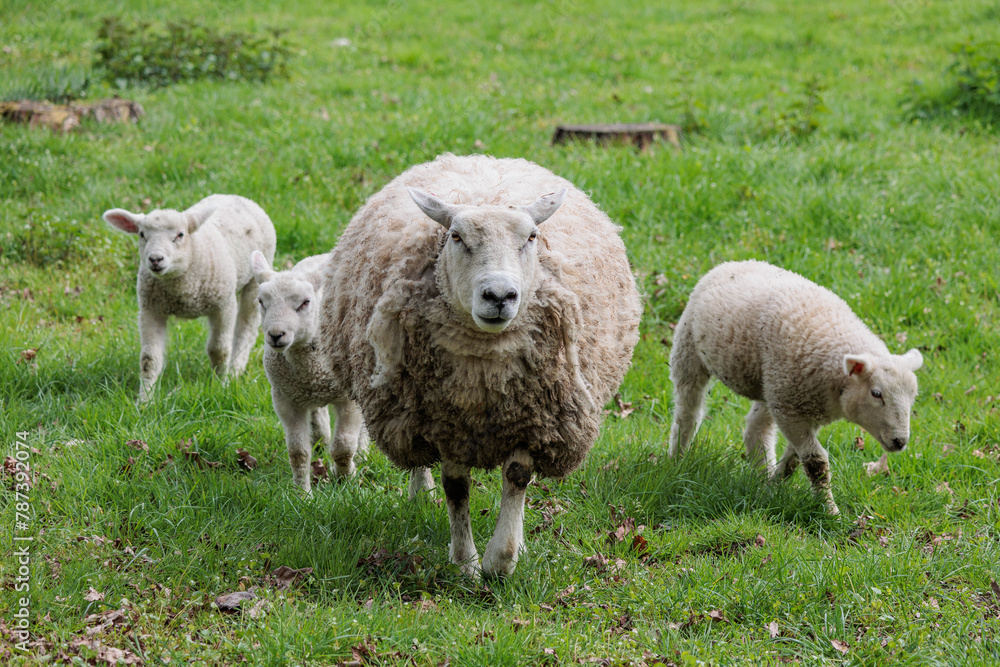 Schafe im Münsterland zur Frühlingszeit