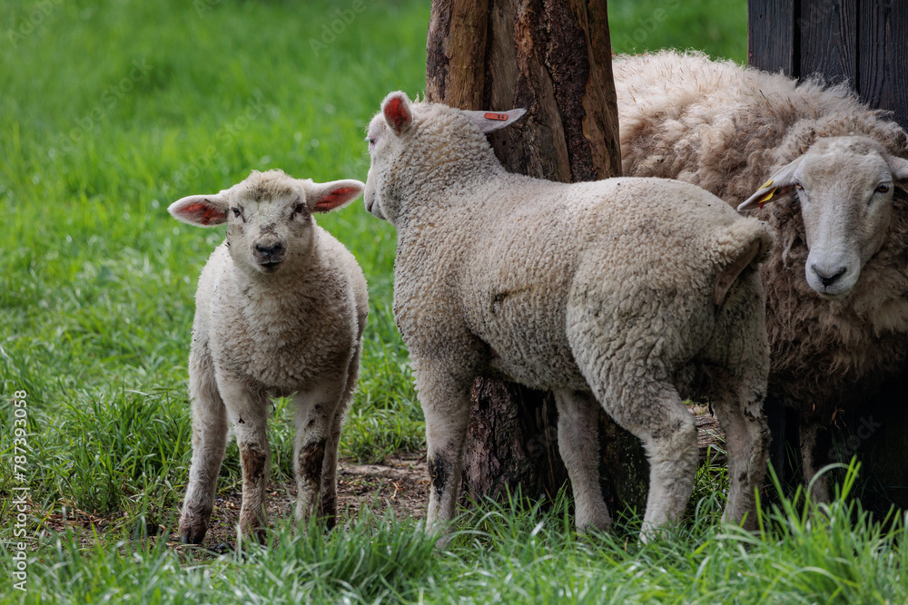Schafe im Münsterland zur Frühlingszeit Schafe im Münsterland zur Frühlingszeit