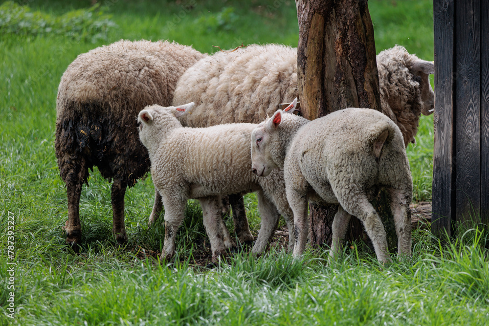 Schafe im Münsterland zur Frühlingszeit Schafe im Münsterland zur Frühlingszeit