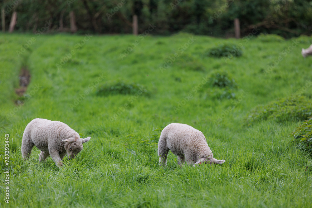 Schafe im Münsterland zur Frühlingszeit Schafe im Münsterland zur Frühlingszeit