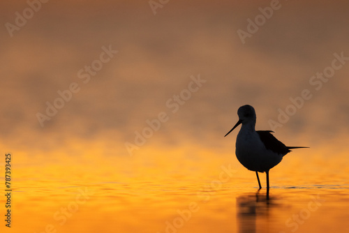 Blacklit image of Black-winged Stilt during sunrise at Asker coast, Bahrain
