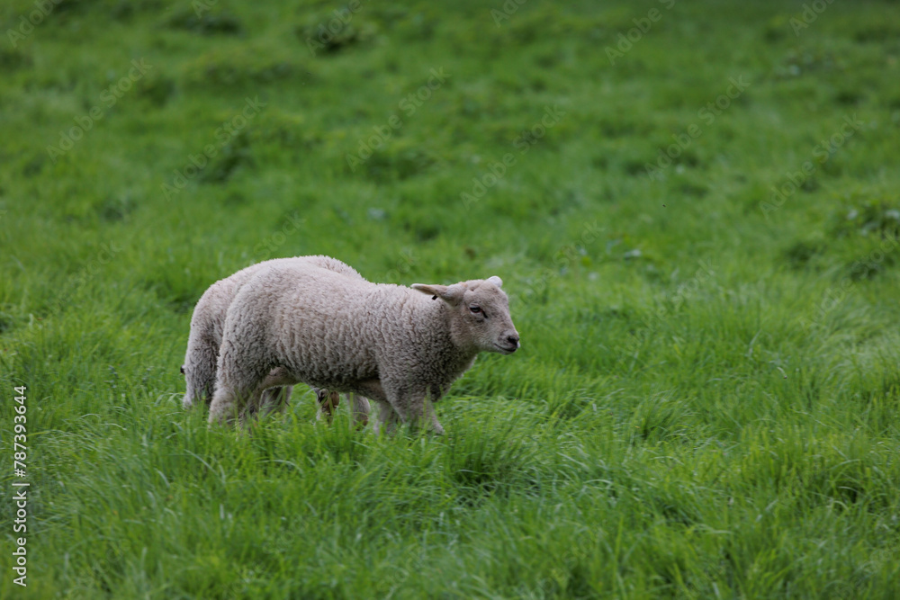 Schafe im Münsterland zur Frühlingszeit Schafe im Münsterland zur Frühlingszeit