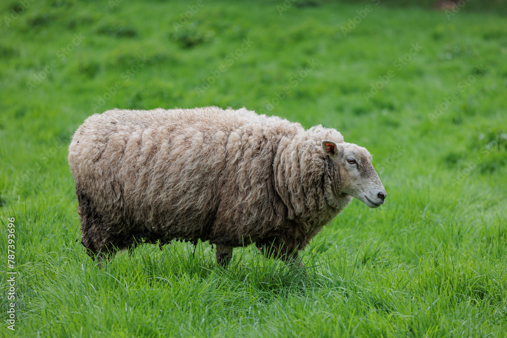 Schafe im Münsterland zur Frühlingszeit