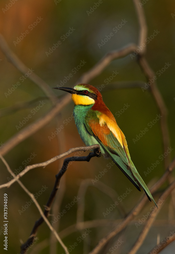 European bee-eater perched on a tree in the morning light, Bahrain European bee-eater perched on a tree in the morning light, Bahrain